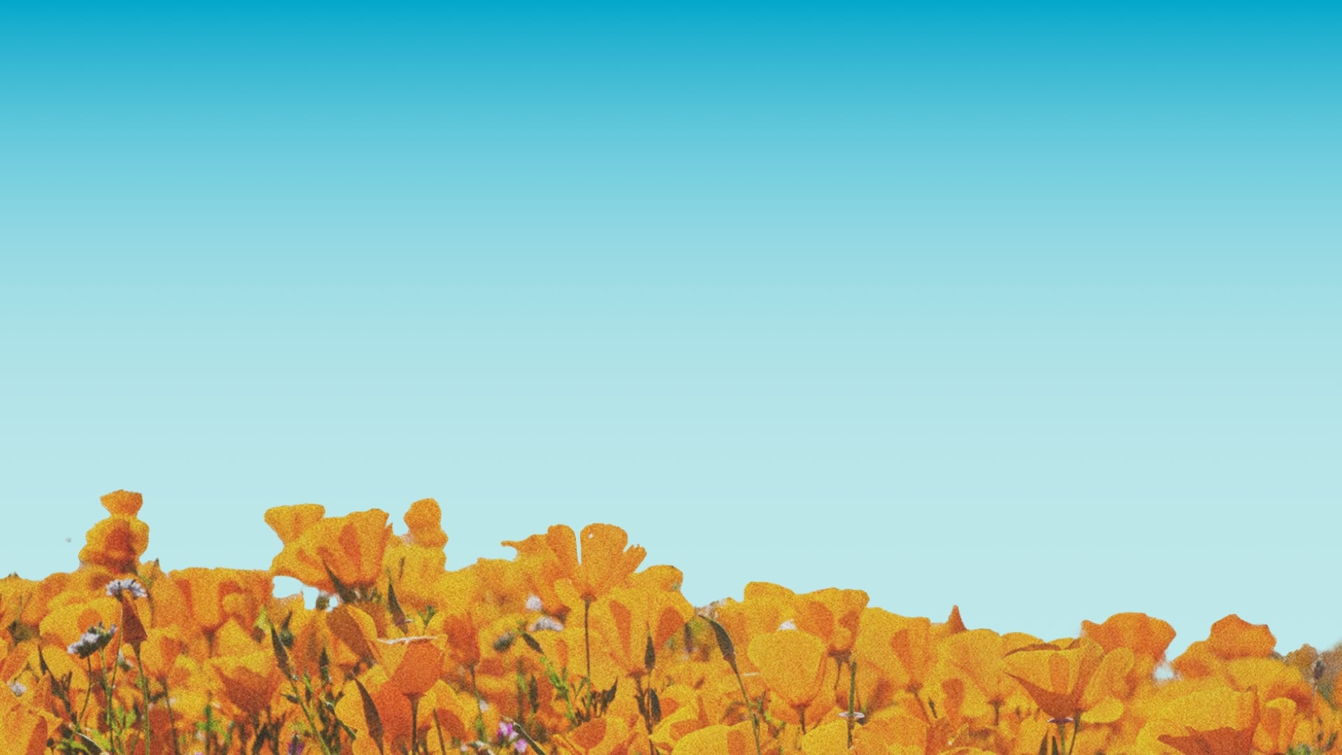 Poppy field background for the California bus tour hero.